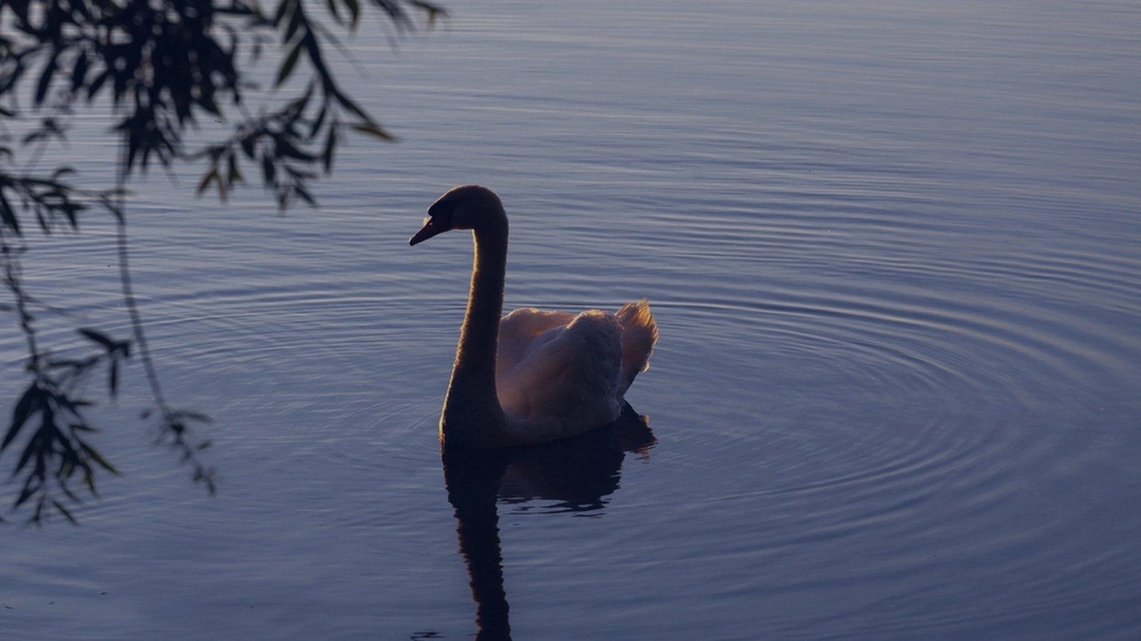 A swan on still water in early morning light